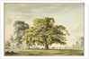 A Walnut Tree at Denton, near Grantham by Anthony Devis
