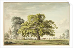 A Walnut Tree at Denton, near Grantham by Anthony Devis