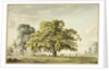 A Walnut Tree at Denton, near Grantham by Anthony Devis