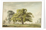 A Walnut Tree at Denton, near Grantham by Anthony Devis