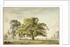 A Walnut Tree at Denton, near Grantham by Anthony Devis