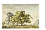 A Walnut Tree at Denton, near Grantham by Anthony Devis