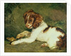 A Puppy teasing a Frog, 1824 by Edwin Landseer
