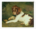 A Puppy teasing a Frog, 1824 by Edwin Landseer