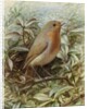 Robin on a Twig by Alexander Macdonald