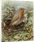 Robin on a Twig by Alexander Macdonald