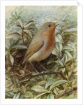 Robin on a Twig by Alexander Macdonald