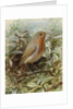 Robin on a Twig by Alexander Macdonald