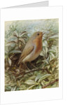 Robin on a Twig by Alexander Macdonald