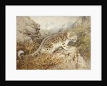 Snow Leopard, c.1920 by William Woodhouse