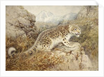 Snow Leopard, c.1920 by William Woodhouse