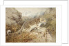 Snow Leopard, c.1920 by William Woodhouse