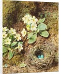 Primroses and Bird's Nest with Three Blue Eggs by William Henry Hunt