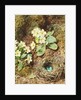 Primroses and Bird's Nest with Three Blue Eggs by William Henry Hunt
