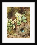 Primroses and Bird's Nest with Three Blue Eggs by William Henry Hunt
