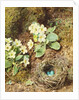 Primroses and Bird's Nest with Three Blue Eggs by William Henry Hunt