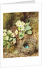 Primroses and Bird's Nest with Three Blue Eggs by William Henry Hunt