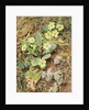 Bank of Primroses and Blackthorn by William Henry Hunt