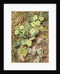 Bank of Primroses and Blackthorn by William Henry Hunt