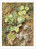 Bank of Primroses and Blackthorn by William Henry Hunt
