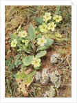 Bank of Primroses and Blackthorn by William Henry Hunt