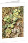 Bank of Primroses and Blackthorn by William Henry Hunt