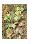 Bank of Primroses and Blackthorn by William Henry Hunt