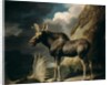 Moose, 1770 by George Stubbs