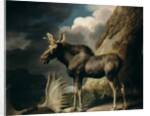 Moose, 1770 by George Stubbs