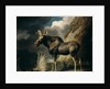 Moose, 1770 by George Stubbs