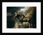Moose, 1770 by George Stubbs