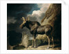 Moose, 1770 by George Stubbs
