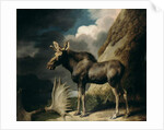 Moose, 1770 by George Stubbs