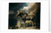 Moose, 1770 by George Stubbs