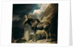 Moose, 1770 by George Stubbs