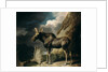 Moose, 1770 by George Stubbs