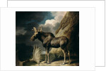 Moose, 1770 by George Stubbs