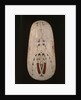 Shield, Trobriand Islands by Oceanic Oceanic