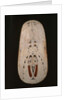 Shield, Trobriand Islands by Oceanic Oceanic