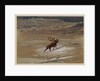 Stag, 1871 by Ernest Henry Griset