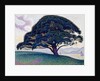 The Bonaventure Pine, 1893 by Paul Signac