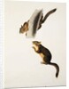 Douglas' Squirrel, for the folio 'The Viviparous Quadrupeds of North America' by John James Audubon