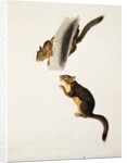 Douglas' Squirrel, for the folio 'The Viviparous Quadrupeds of North America' by John James Audubon