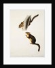 Douglas' Squirrel, for the folio 'The Viviparous Quadrupeds of North America' by John James Audubon
