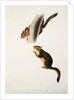 Douglas' Squirrel, for the folio 'The Viviparous Quadrupeds of North America' by John James Audubon