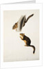 Douglas' Squirrel, for the folio 'The Viviparous Quadrupeds of North America' by John James Audubon