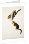 Douglas' Squirrel, for the folio 'The Viviparous Quadrupeds of North America' by John James Audubon