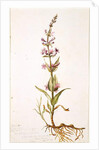 Wild Gili Flower of the Prairie on the Banks of the Canadian River, Indian Territory, 1869 by Vincent Colyer