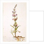 Wild Gili Flower of the Prairie on the Banks of the Canadian River, Indian Territory, 1869 by Vincent Colyer