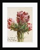 Crimson Cactus Bud of New Mexico, 1869 by Vincent Colyer